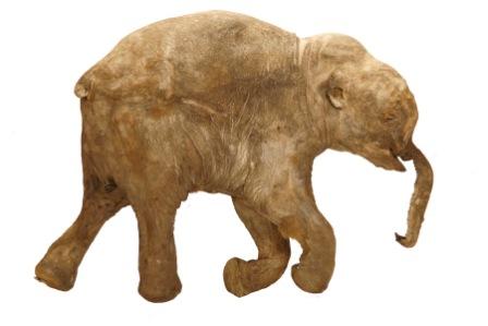 2009_10_02_woollymammoth.jpg
