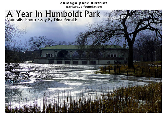 ayearinhumboldtpark.jpg
