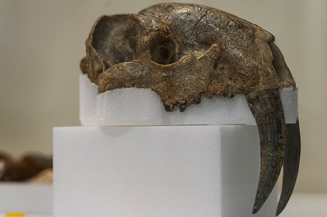 Specimens-10interior.jpg