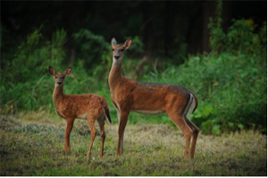 Starved Rock State Park