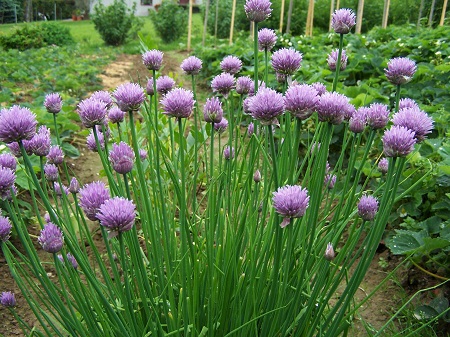 2011_6_DiGilio_Chives.jpg